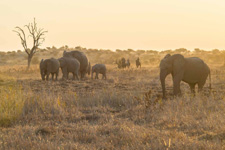 Botswana-Mashatu-Land of the Giants - Tuli Riding Safari